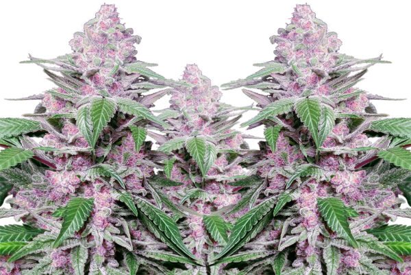 Purple Cookie Kush  Girl Scout Cookies x Purple Kush SENSI SEEDS